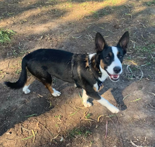 Illustration de l'article : Lors d&rsquo;une randonn&eacute;e en for&ecirc;t, une bonne samaritaine rep&egrave;re une chienne abandonn&eacute;e et sait exactement quoi faire