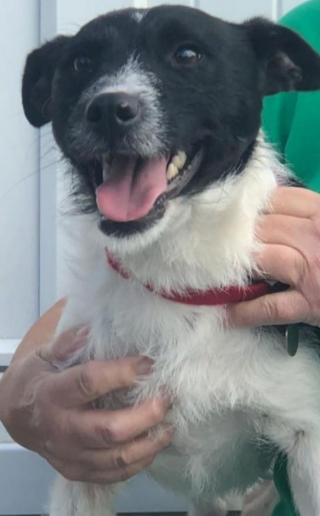 Illustration de l'article : Enfermé dans une cage pendant des mois, ce chiot a une émouvante réaction lorsqu’il découvre son reflet pour la première fois (vidéo)