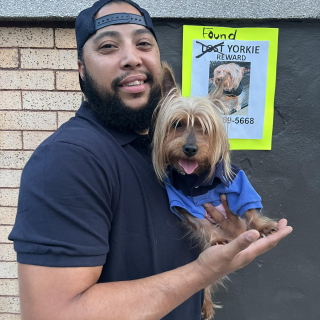 Illustration de l'article : Kidnappé dans le jardin de ses maîtres, ce Yorkshire Terrier est mystérieusement retrouvé dans la rue 2 jours après sa disparition