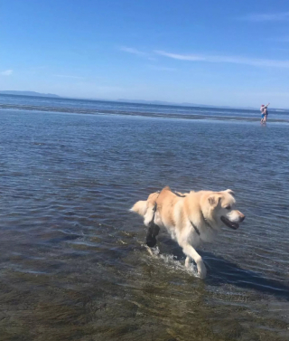 Illustration de l'article : En état d’obésité morbide, ce Golden Retriever aurait pu perdre la vie sans le dévouement d’une bénévole (vidéo)