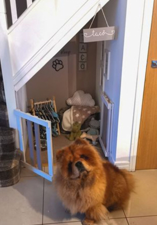 Illustration de l'article : Cette amoureuse des chiens a créé une véritable nurserie, pendant qu’elle attendait l’arrivée de son futur chiot Chow Chow