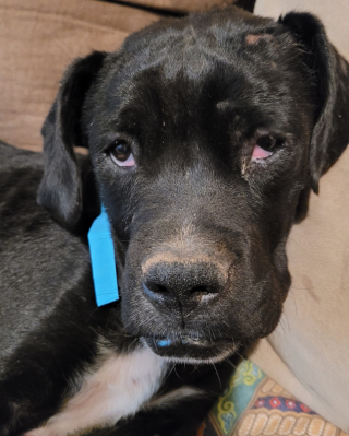 Illustration de l'article : La mobilisation de toute une communauté permet de venir en aide à 25 chiens, dont un sans-abri s’occupait jusque-là