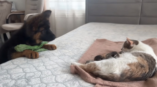 Illustration de l'article : La tendre réaction d’un chiot Berger Allemand, alors qu’il voit pour la première fois les nouveau-nés de son amie féline (vidéo)