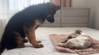 Illustration de l'article : La tendre réaction d’un chiot Berger Allemand, alors qu’il voit pour la première fois les nouveau-nés de son amie féline (vidéo)