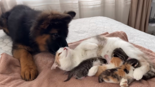 Illustration de l'article : La tendre réaction d’un chiot Berger Allemand, alors qu’il voit pour la première fois les nouveau-nés de son amie féline (vidéo)