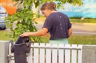 Illustration de l'article : Grâce à l’ingénieuse idée de sa maitresse, Tubs la Staffordshire Bull Terrier peut enfin profiter des caresses des passants (vidéo)