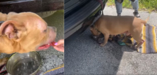 Illustration de l'article : Jeté au bord d’une route depuis une voiture en marche, ce croisé Pitbull avait disparu depuis plus d’un an (vidéo)