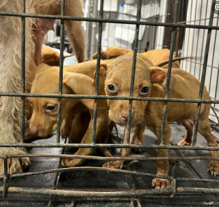 Illustration de l'article : Un ouvrier au grand cœur découvre une chienne et ses chiots abandonnés sur un chantier