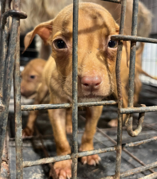 Illustration de l'article : Un ouvrier au grand cœur découvre une chienne et ses chiots abandonnés sur un chantier