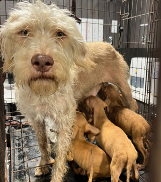 Illustration de l'article : Un ouvrier au grand cœur découvre une chienne et ses chiots abandonnés sur un chantier