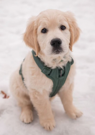 Illustration de l'article : Surpris par un laveur de vitres en plein travail, ce bébé Golden Retriever devient rapidement son ami (vidéo)
