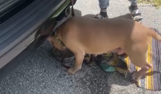 Illustration de l'article : Spectateur de l’abandon d’un chien, cet automobiliste découvre qu’il s’agit d’un chien volé