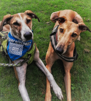 Illustration de l'article : Luna, un lévrier transformé en chien-thérapeute après avoir surmonté des moments difficiles