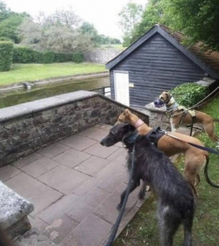 Illustration de l'article : Luna, un lévrier transformé en chien-thérapeute après avoir surmonté des moments difficiles