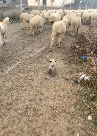 Illustration de l'article : Un jeune Berger d'Anatolie se prépare à sa future mission : protéger un troupeau de moutons
