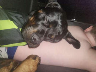 Illustration de l'article : Découvrez le don unique de cette chienne Rottweiler qui veille sur la santé de son jeune maître