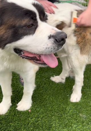 Illustration de l'article : Grâce à l’aide précieuse d’une bénévole engagée, Gina, une chienne Saint-Bernard abandonnée pourrait bientôt trouver un foyer aimant (vidéo)