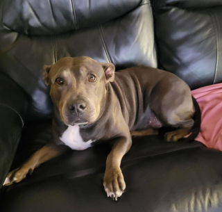 Illustration de l'article : La course contre la montre pour reloger Addie, une chienne de refuge, avant l’arrivée d’un ouragan