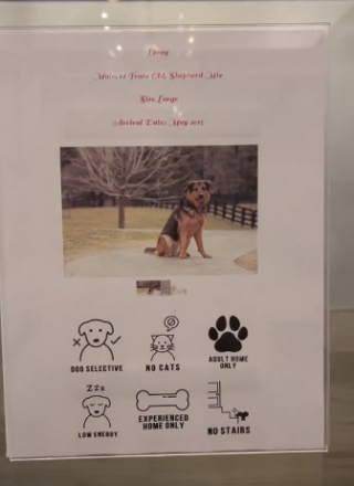 Illustration de l'article : La réaction émouvante de ce chien, resté 8 ans au refuge, lorsqu’il comprend qu’il part s’installer dans son nouveau foyer (vidéo)