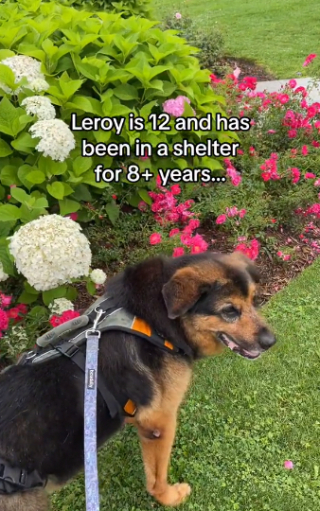 Illustration de l'article : La réaction émouvante de ce chien, resté 8 ans au refuge, lorsqu’il comprend qu’il part s’installer dans son nouveau foyer (vidéo)