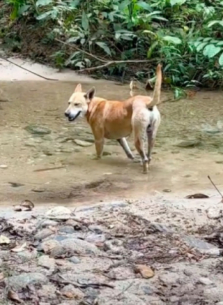 Illustration de l'article : Ce chien errant n’a pas hésité à jouer au guide forestier pour accompagner un groupe de randonneurs