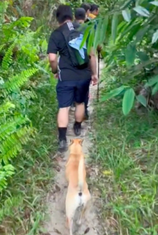 Illustration de l'article : Ce chien errant n’a pas hésité à jouer au guide forestier pour accompagner un groupe de randonneurs