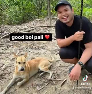 Illustration de l'article : Ce chien errant n’a pas hésité à jouer au guide forestier pour accompagner un groupe de randonneurs
