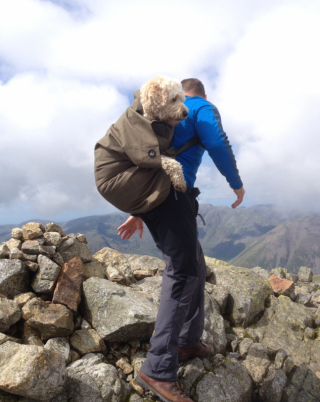 Illustration de l'article : L’histoire émouvante de Monty, le Labradoodle atteint d’une leucémie en phase terminale, qui a pu faire une dernière randonnée en compagnie de son maître