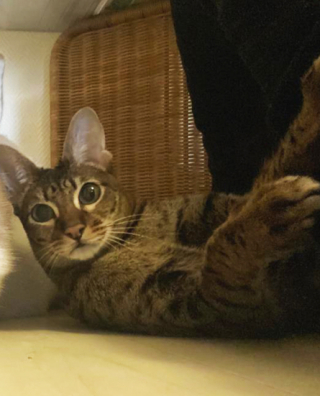 Illustration de l'article : La belle amitié entre Niele, une chatte Savannah issue d’un refuge, et 2 Huskies 