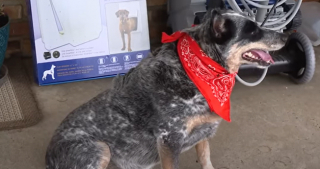 Illustration de l'article : Les grognements de ce Bouvier Australien alertent ses maîtres de la présence d’un dangereux invité surprise