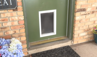 Illustration de l'article : Les grognements de ce Bouvier Australien alertent ses maîtres de la présence d’un dangereux invité surprise