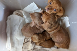 Illustration de l'article : Sur le pas de sa porte, cet homme découvre une boîte contenant 5 adorables chiots 