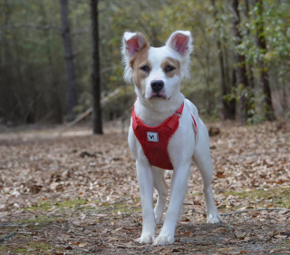 Illustration de l'article : Dévastée par son abandon, une petite chienne retrouve le chemin vers le bonheur et exprime toute sa gratitude à sa bienfaitrice (vidéo)