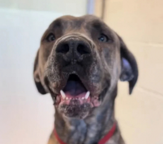 Illustration de l'article : La triste transformation de Moose, le Dogue Allemand qui a passé plus de 400 jours dans un refuge (vidéo)