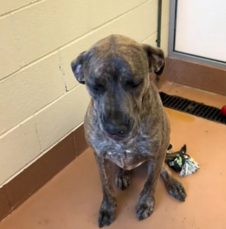 Illustration de l'article : La triste transformation de Moose, le Dogue Allemand qui a passé plus de 400 jours dans un refuge (vidéo)