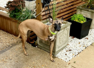 Illustration de l'article : Cette chienne Whippet à 3 pattes, abandonnée en raison de son handicap, retrouve le chemin du bonheur grâce à des bénévoles