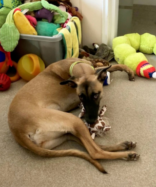 Illustration de l'article : Cette chienne Whippet à 3 pattes, abandonnée en raison de son handicap, retrouve le chemin du bonheur grâce à des bénévoles