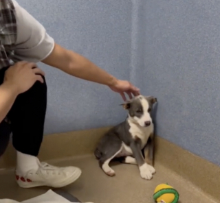 Illustration de l'article : Grâce à l’amour de sa nouvelle famille, cette petite chienne parvient à surmonter un profond traumatisme (vidéo)