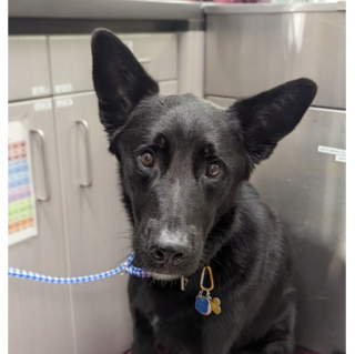 Illustration de l'article : La merveilleuse chaîne humaine pour venir en aide à Meshki, un croisé Berger Allemand renversé par une voiture