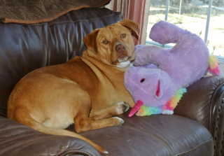 Illustration de l'article : Ce chien errant se faufile dans un supermarché et en ressort avec une gigantesque peluche licorne