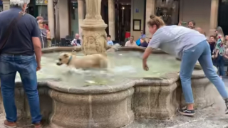 Illustration de l'article : Cette chienne profite de l’inattention de sa maîtresse pour faire un petit plongeon dans une fontaine publique