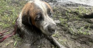 Illustration de l'article : Ce groupe d’amis vient en aide à un chien enlisé dans la boue lors d’un enterrement de vie de garçon