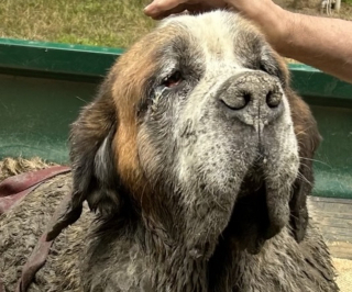 Illustration de l'article : Ce groupe d’amis vient en aide à un chien enlisé dans la boue lors d’un enterrement de vie de garçon