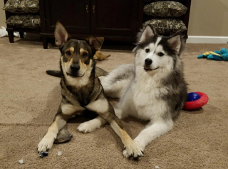 Illustration de l'article : Retrouvée affamée et sans poils, Mikita, une chienne errante, se métamorphose grâce à l’aide de bons samaritains