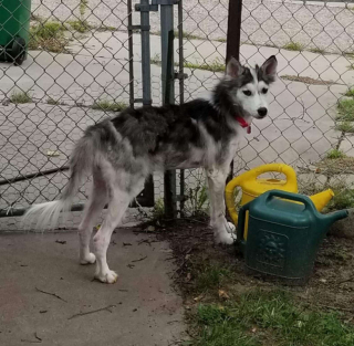 Illustration de l'article : Retrouvée affamée et sans poils, Mikita, une chienne errante, se métamorphose grâce à l’aide de bons samaritains
