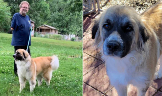 Illustration de l'article : Une chienne errante dont les 15 chiots sont adoptés connaît le même sort grâce à un couple bienveillant