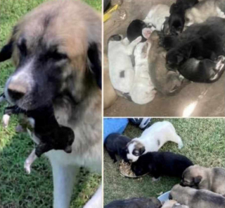 Illustration de l'article : Une chienne errante dont les 15 chiots sont adoptés connaît le même sort grâce à un couple bienveillant