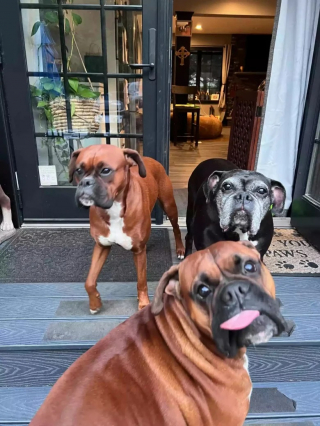 Illustration de l'article : Cette chienne joueuse aime grimper sur l’épaule de son maître pour faire le perroquet