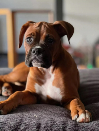 Illustration de l'article : Cette chienne joueuse aime grimper sur l’épaule de son maître pour faire le perroquet