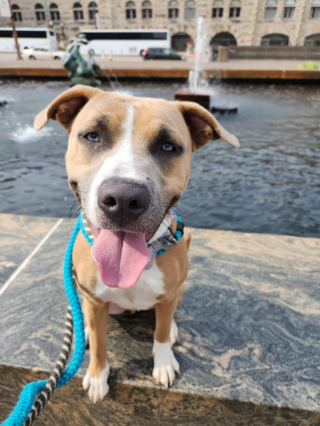 Illustration de l'article : Un chien découvert sur un chantier protège farouchement un tuyau pour une raison précise